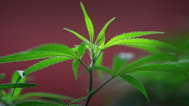 Descubren que la marihuana puede detener la metástasis del cáncer