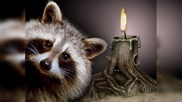 Un mapache deja una ciudad entera a oscuras