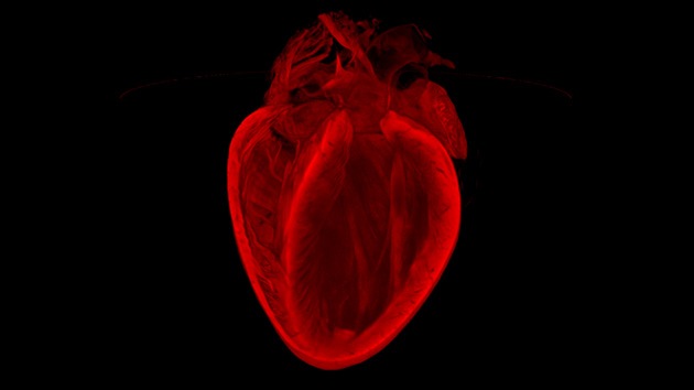 Imagen del corazón que se cura a sí mismo gana un premio mundial