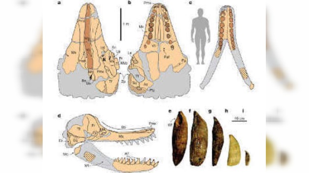 El 'leviatán' que se escondía en el desierto de Perú