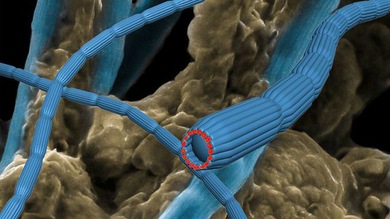 'Cables eléctricos vivos' invaden el fondo marino