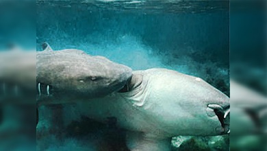 El primer acto sexual del planeta tuvo lugar hace 410 millones de años