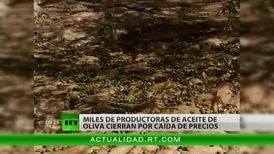 Miles de productoras de aceite de oliva cierran por caída de precios