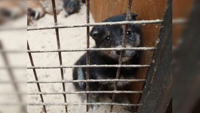 El Gobierno y la sociedad de Rusia dicen NO al maltrato animal