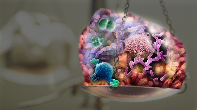 Peso que no se quita: las bacterias nos ‘regalan’ al menos un kilo en la báscula