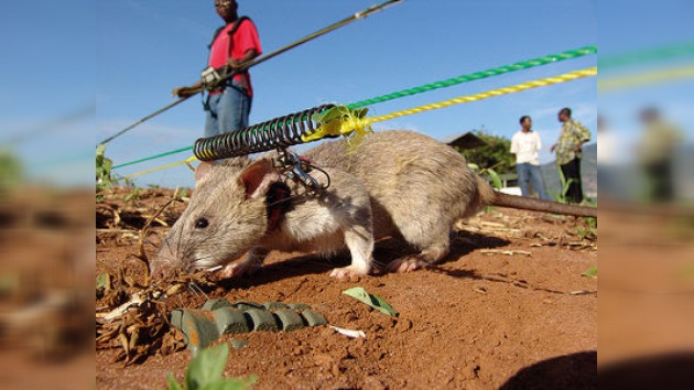 Ratas-zapadoras detectoras de explosivos