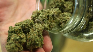 Crean un análisis de ADN para detectar hongos y bacterias en la marihuana