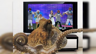 El pulpo Afonia podría predecir los ganadores del Eurovisión infantil