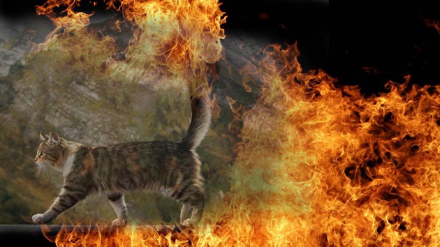 Un manuscrito medieval presenta "gatos-cohetes" como arma de artillería