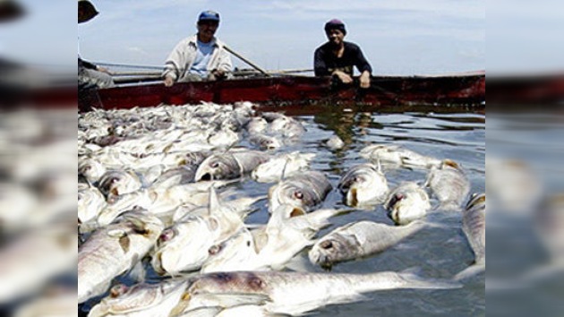 El volcán Taal en Filipinas causa la muerte de 700 toneladas de peces