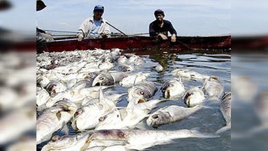 El volcán Taal en Filipinas causa la muerte de 700 toneladas de peces