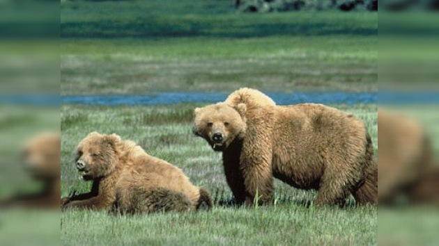 A los osos de Yellowstone ya no les basta con llevarse la cesta