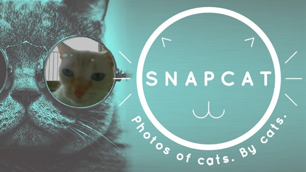 Google lanza una aplicación para gatos en Android