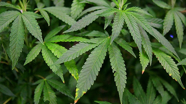 El Ejército italiano cultivará marihuana estatal con fines terapéuticos