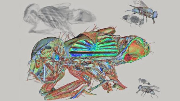 Las entrañas de una mosca, premio a la mejor imagen