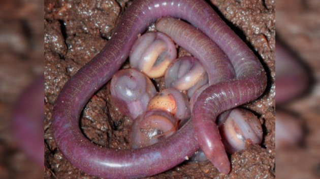 Descubren una nueva especie de anfibios en la India