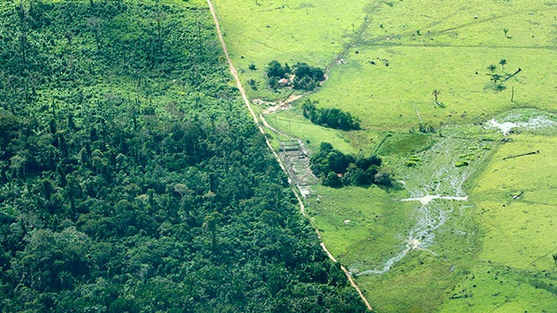 Los narcotraficantes asestan un golpe mortal a los bosques de Centroamérica