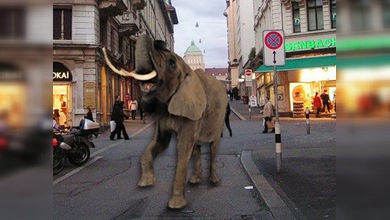 Elefante paseó por centro de negocios suizo
