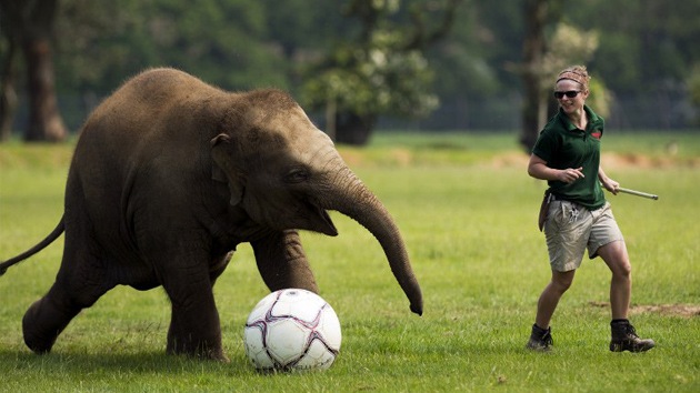VIDEO: Un 'Mara-Donna' elefante se entrena para la Eurocopa