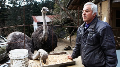 La historia del japonés que volvió a la zona radiactiva para cuidar a los animales