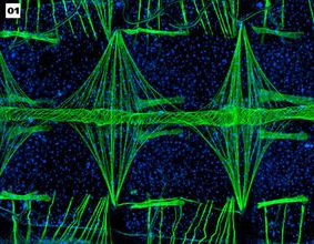 Ganadores del Concurso de Microfotografía 'Micromundo'