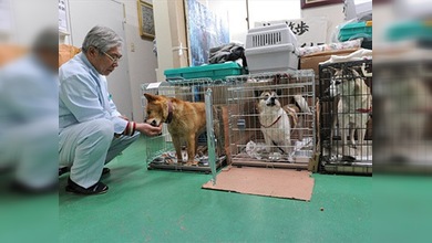 Los japoneses buscan animales en la zona prohibida