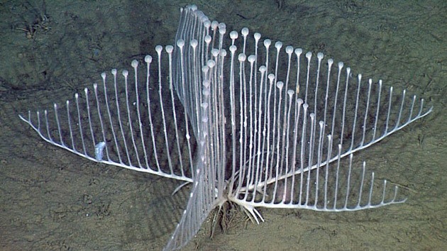 Descubren una especie de esponjas carnívoras en forma de arpa