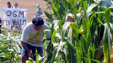 Monsanto y su 'oligarquía de la semilla', de nuevo en tela de juicio