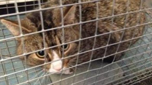 Asunto policial: En Suecia no se salva ni el gato