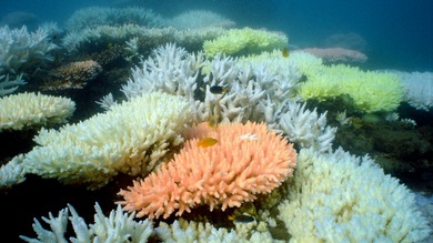 China dice adiós a sus arrecifes de coral