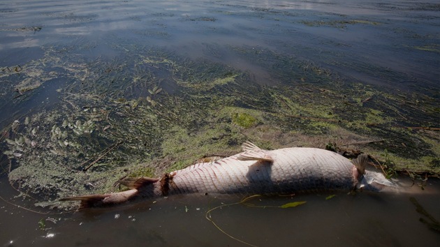 Hallan en el fondo del golfo de México una 'zona muerta' del tamaño de Connecticut