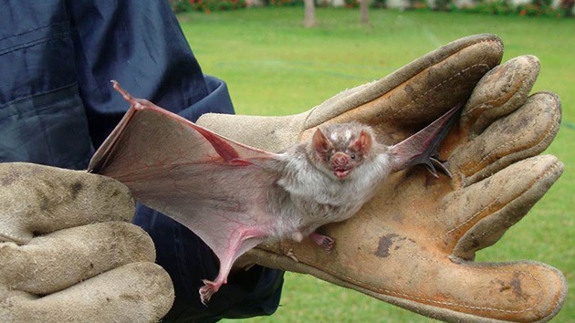 En Perú los vampiros prefieren polluelos de pingüino