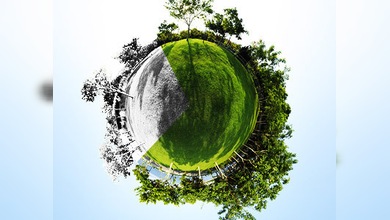 Una quinta parte de las plantas del mundo puede desaparecer