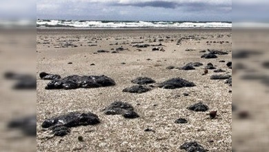 Las costas de Nueva Zelanda ante la amenaza tóxica del Rena