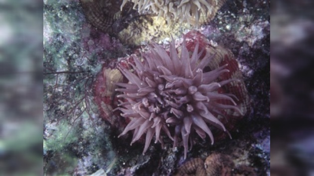 Oceanógrafos estudiarán las profundidades del Mar de Japón