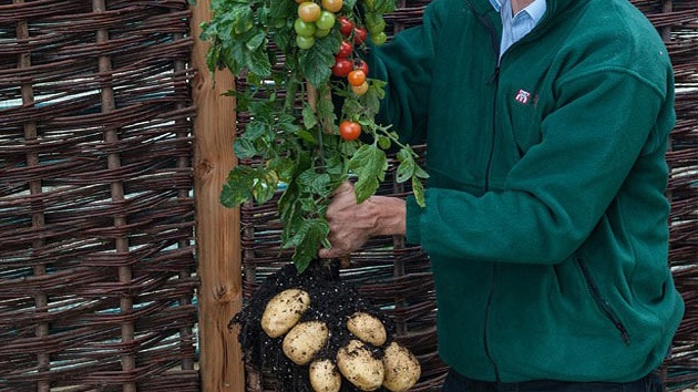 TomTato: un 'monstruo vegetal' sale al mercado