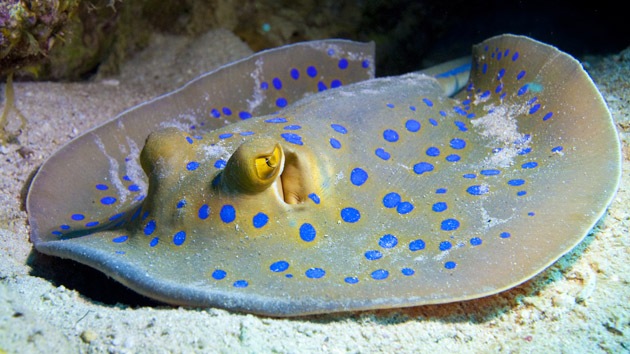 Revelan el secreto de la "biobatería" de los peces eléctricos