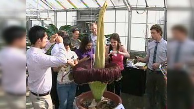 La única 'flor cadáver' se abre en EE. UU.