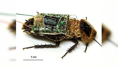 El espionaje acaba cazando moscas: EE. UU. e Israel apuestan por los insectos-drone