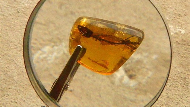 Foto: Una lagartija conservada 23 millones de años en ámbar, bajo la lupa de la ciencia