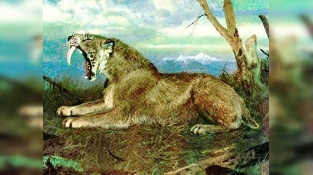 Descubren cómo mataban los tigres dientes de sable a sus presas