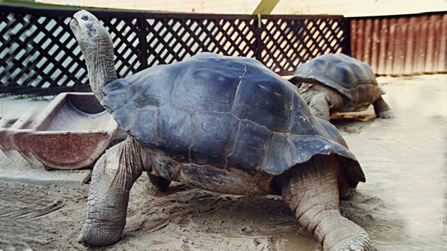 Ni los afrodisiacos logran salvar la unión animal más duradera del mundo