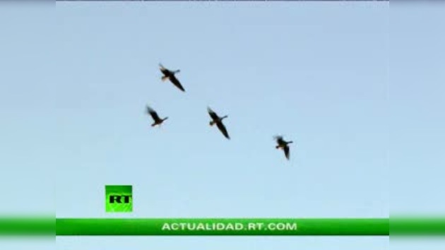 AVES VIAJERAS
