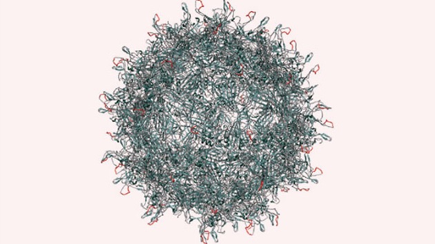 Diseñan un nuevo virus capaz de curar la ceguera