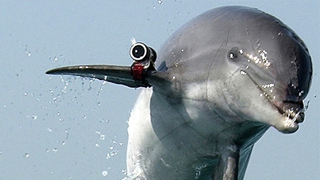 El Ministerio de Defensa ruso desmiente haber realizado maniobras con delfines de combate