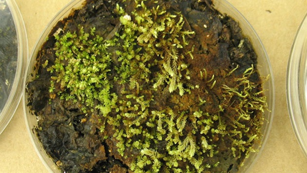 Unas plantas 'resucitan' tras pasar cuatro siglos bajo un glaciar