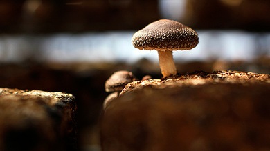 ¿Hongos contra el cáncer cervical? Un nuevo estudio demuestra que podría ser posible