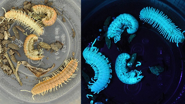 Hallan milpiés fluorescentes en la isla de Alcatraz