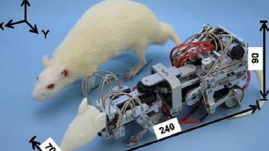 Japón crea una rata-Terminator que 'vuelve locos' a los ratones de laboratorio - RT