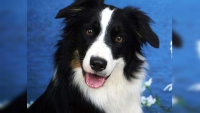 Un perro sabedor de mil palabras